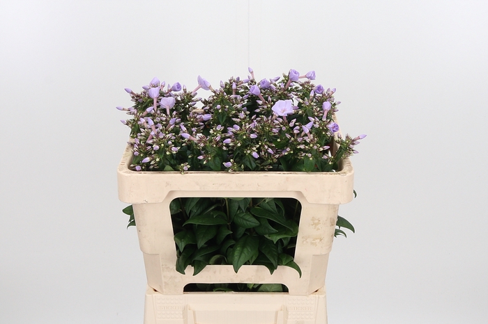 <h4>Phlox P Butterfly</h4>