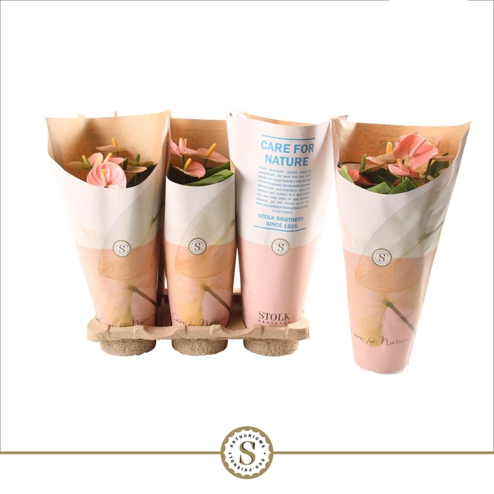 <h4>Anthurium Spirit 12cm in papieren hoes</h4>