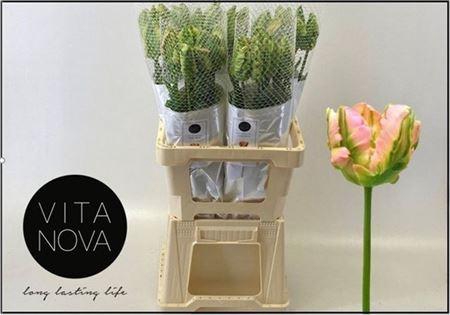 <h4>Tu Pa Green Wave</h4>