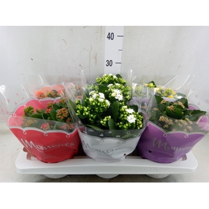 Kalanchoe blos.   ..rosebud mix  5