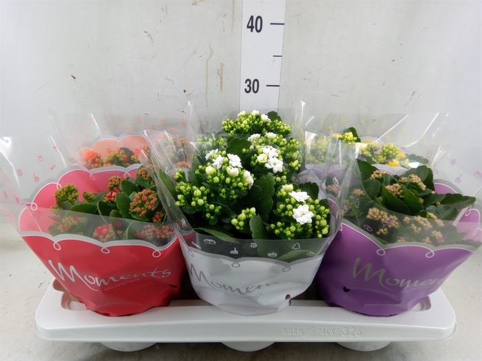<h4>Kalanchoe blos.   ..rosebud mix  5</h4>