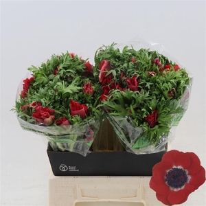 Anemone Galil Rood