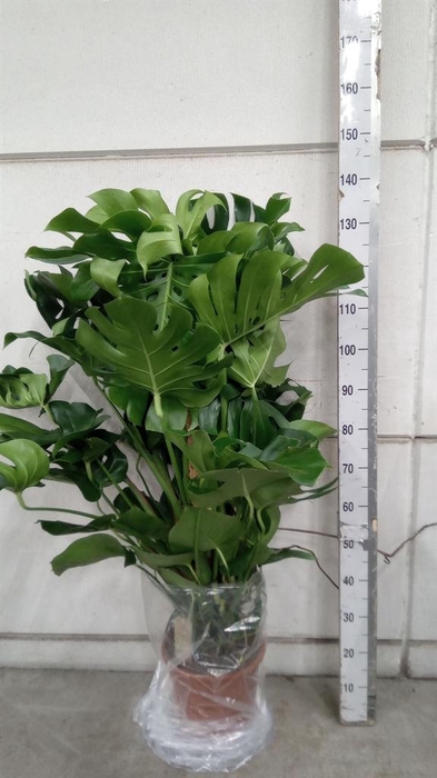 <h4>Monstera delic.</h4>