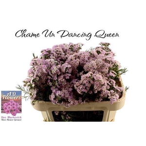 CHAMELAUCIUM UNCI. 'DANCQUEEN'