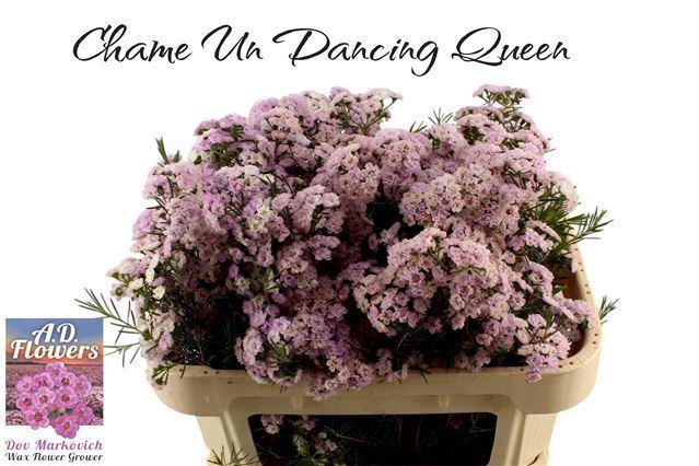 <h4>CHAMELAUCIUM UNCI. 'DANCQUEEN'</h4>