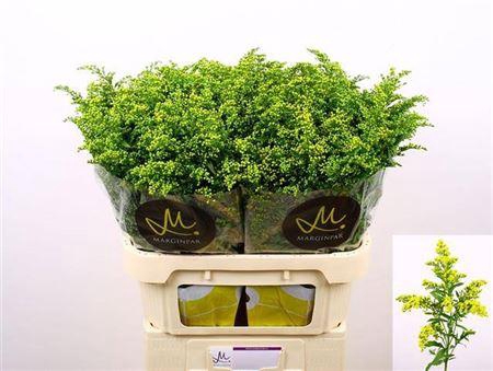 <h4>Solidago Carzan Glory</h4>