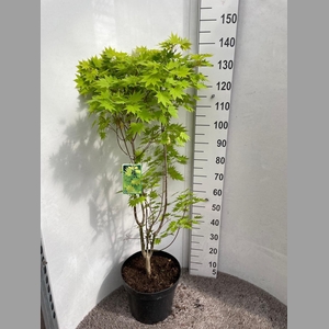 ACER SH JORDAN