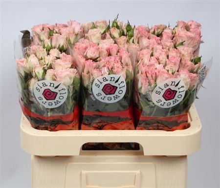 <h4>R Tr Constellation</h4>