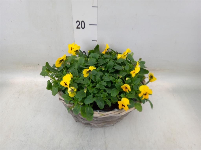 <h4>Viola corn.   ...</h4>