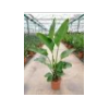 Strelitzia reginae