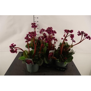 Bergenia 17 Cm. P. Cordifolia Schoenlappersplant