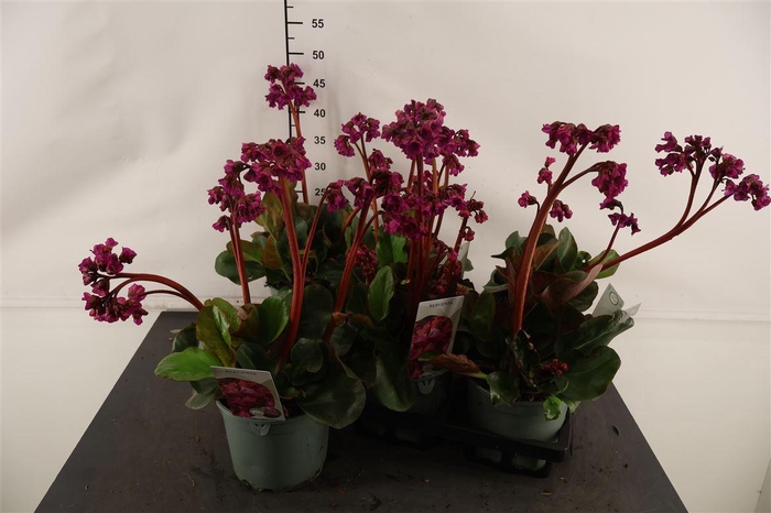 <h4>Bergenia 17 Cm. P. Cordifolia Schoenlappersplant</h4>