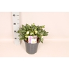 Helleborus Mont Blanc
