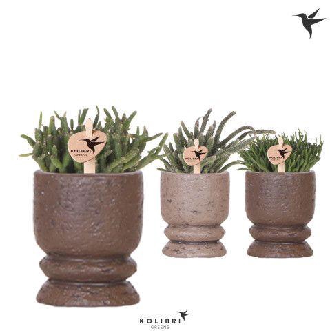 <h4>Kolibri Greens Rhipsalis mix in Vintage pot mix</h4>