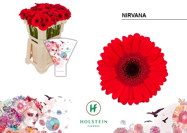 <h4>GE MI NIRVANA Emmer Hoes x80</h4>