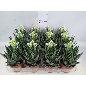 Aloe aristata 'Tiki Tahi'