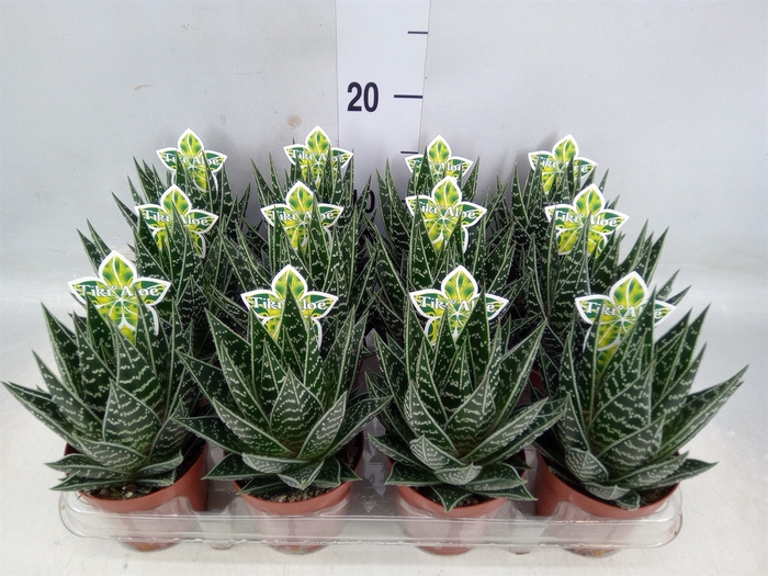 <h4>Aloe aristata 'Tiki Tahi'</h4>