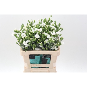 Di Te Soland Calmfly