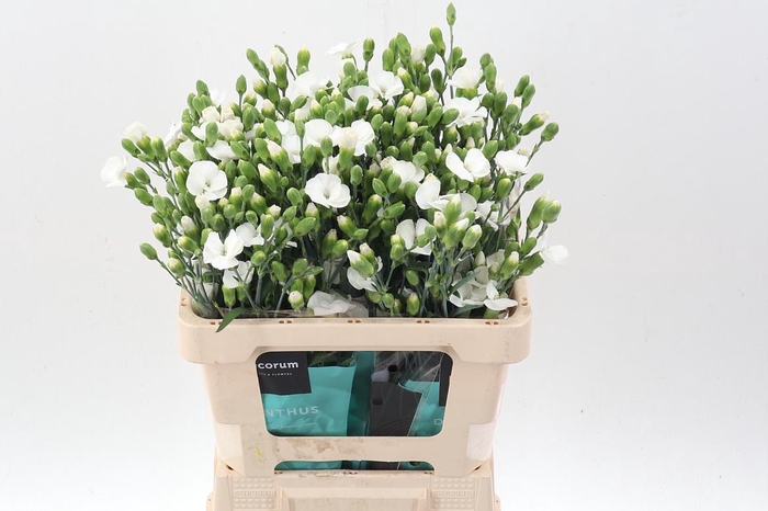 <h4>Di Te Soland Calmfly</h4>