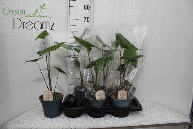 <h4>ALOC ZEBRINA</h4>