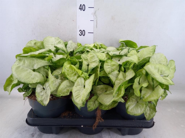 <h4>Syngonium  'White Butterfly'</h4>