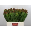 Leucadendron Goldstrike
