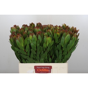 Leucadendron Goldstrike