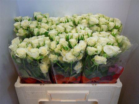 <h4>R Tr Snowflake</h4>