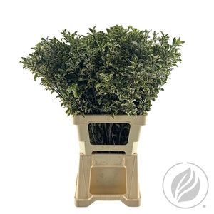 Pitto. Nigra Per Tak 70 Cm