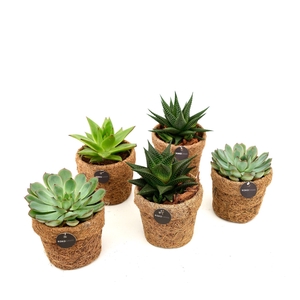 Kokopot 10 cm Succulent mix