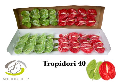 <h4>Anthurium Tropidori</h4>