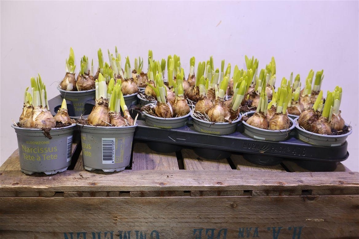 <h4>Narc O Tete A Tete</h4>