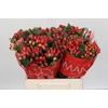 Hypericum True Romance