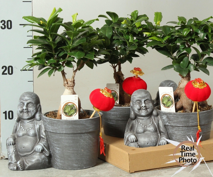 <h4>FIC MI GINSENG</h4>