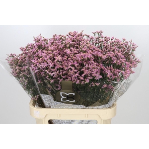 Limonium Sinensis Blush Diamond