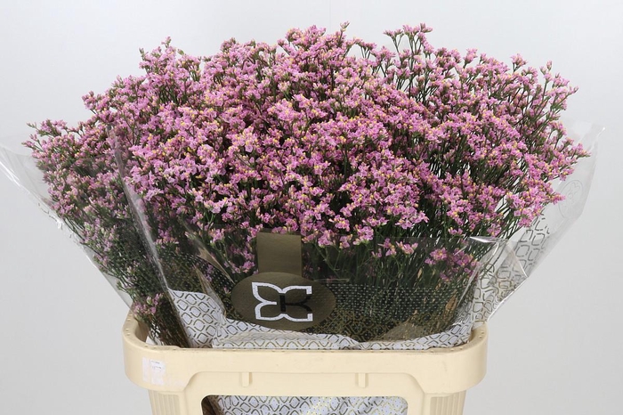 <h4>Limonium Sinensis Blush Diamond</h4>