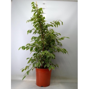 Ficus benja. 'Golden King'