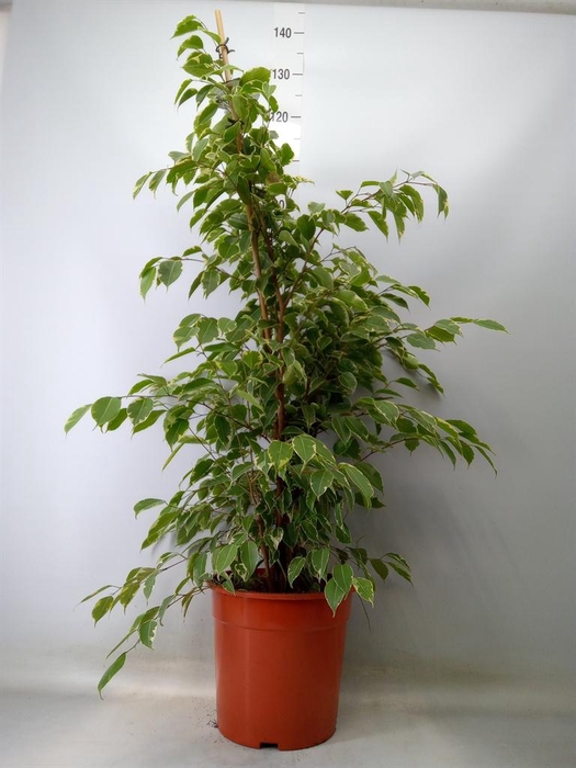 <h4>Ficus benja. 'Golden King'</h4>