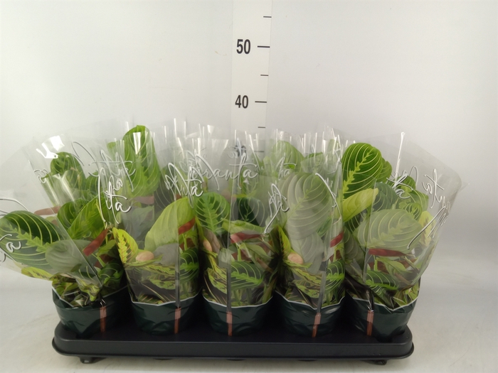 <h4>Maranta leuc. 'Lemon'</h4>
