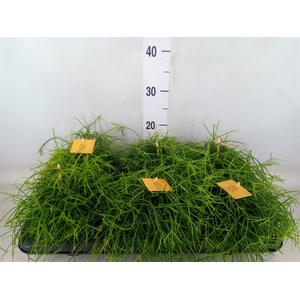 Rhipsalis   ...