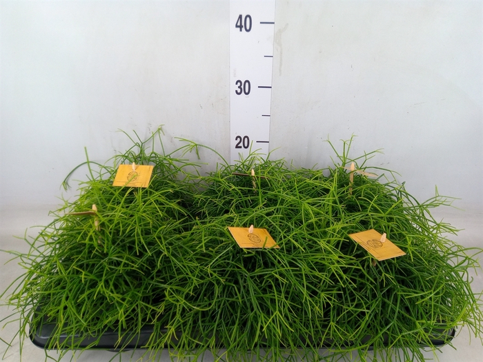 <h4>Rhipsalis   ...</h4>