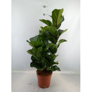 Ficus lyrata 'Bambino'