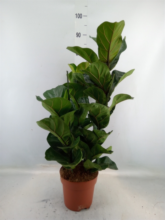 <h4>Ficus lyrata 'Bambino'</h4>