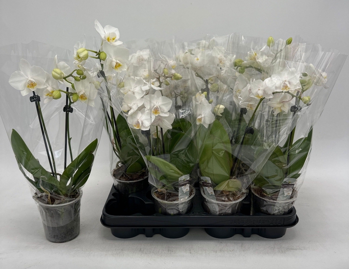 <h4>PHAL OV WIT</h4>