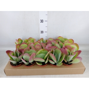 Kalanchoe NF thyrsiflora