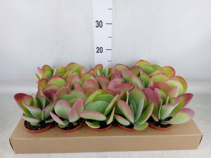<h4>Kalanchoe NF thyrsiflora</h4>