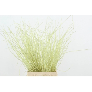 Betula Bs Crème FST