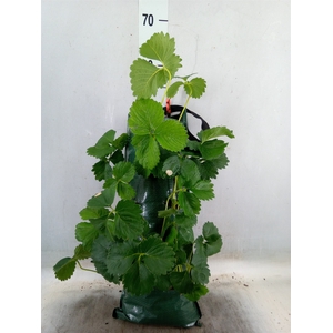 Fragaria vesca