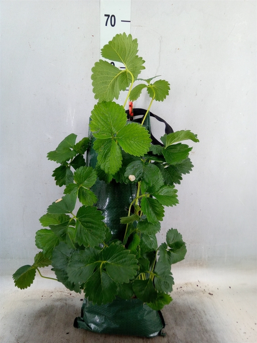 <h4>Fragaria vesca</h4>
