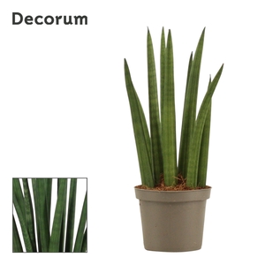 Sansevieria Cylindrica 9 cm Rocket (Decorum)